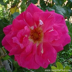 'Winifred Coulter' rose photo