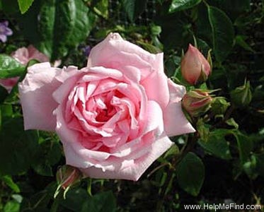 'Alida Lovett' rose photo