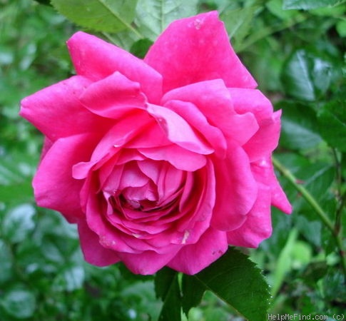 'Laguna ® (Large Flowered Climber, Kordes 1994)' rose photo