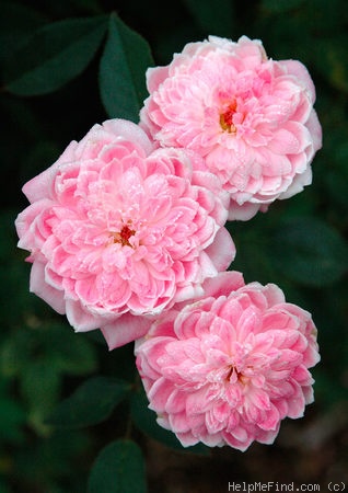 'Pink Poodle (Miniature, Moore, 1991)' rose photo