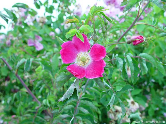 '<i>Rosa pendulina</i> L.' rose photo