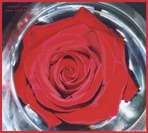 'Five Roses' rose photo