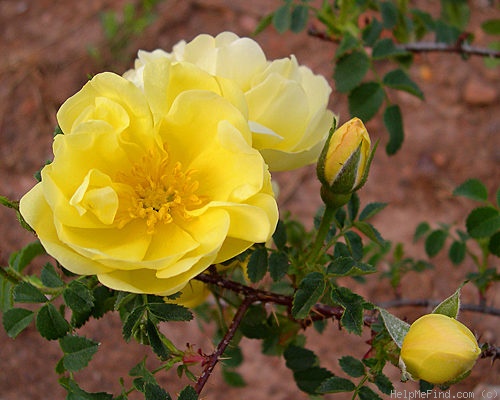 'Old Yellow Scotch' rose photo