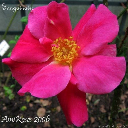 'Sanguinaire' rose photo