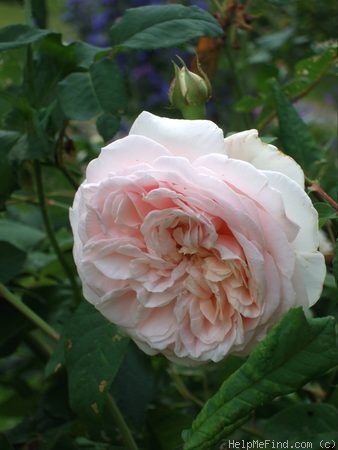 'Royal Blush ™' rose photo