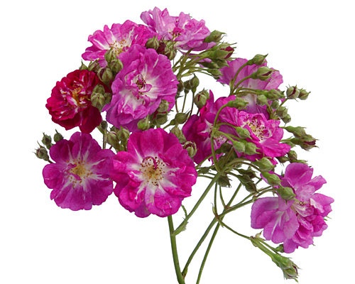 'Perennial Blue ®' rose photo