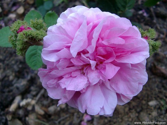 'Centifolia Cristata' rose photo