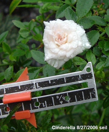 'Cinderella (miniature, de Vink 1952)' rose photo