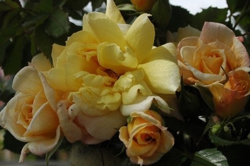 'Weihrauchs Moonlight Serenade' rose photo
