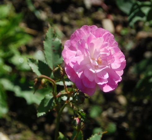 'Madame Norbert Levavasseur' rose photo