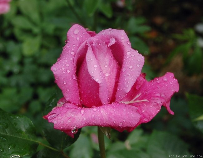 'Blue Parfum ®' rose photo