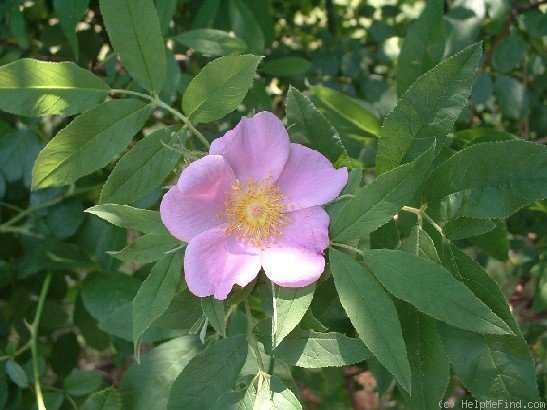 '<i>Rosa palustris</i> Marshall' rose photo