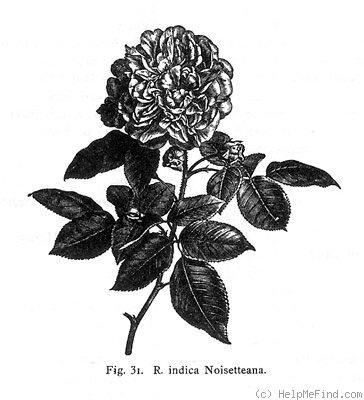 '<I>Rosa indica</I> var. noisettiana</I> (Redouté) Reg' rose photo