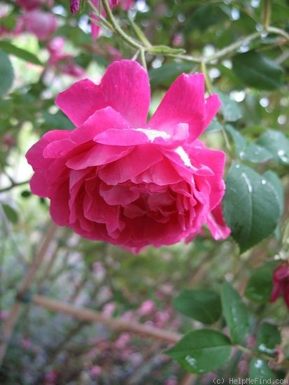 'Fulgens (Hybrid China, Guérin, 1828)' rose photo