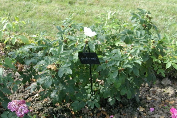 'Nyveldt's White' rose photo