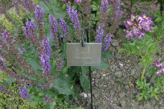'Veilchenblau (Rambler, Schmidt, 1909)' rose photo