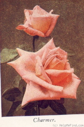 'Charmer (hybrid tea, Dickson 1932)' rose photo
