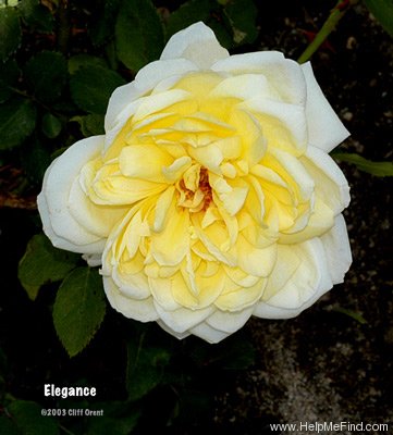 'Elegance (climber, Brownell, 1937)' rose photo