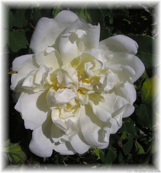 'Alba Odorata' rose photo