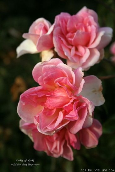 'Duke of York' rose photo