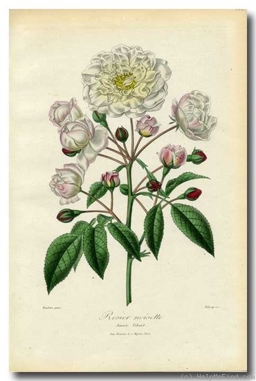 'Rosier de Phillipe Noisette' rose photo