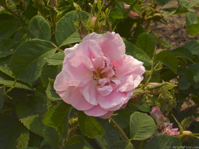 'Rose de Castile' rose photo