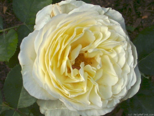 'Mary Webb ®' rose photo