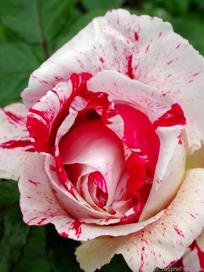 'Scentimental ™ (floribunda, Carruth 1996)' rose photo