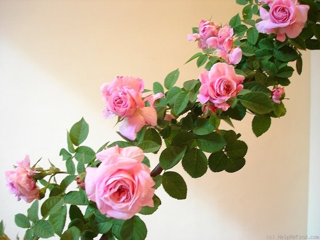 'R. centifolia' rose photo