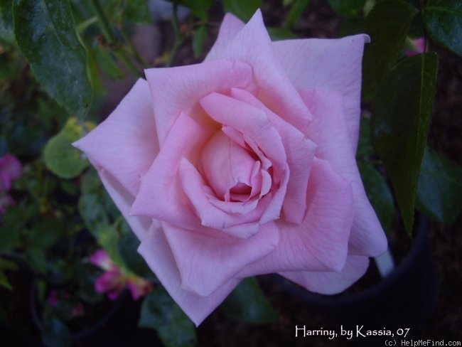 'Harriny' rose photo