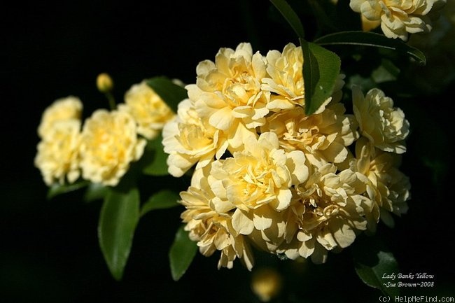'Lady Banks Yellow' rose photo