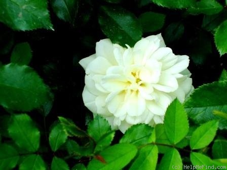 'Schneeflocke (floribunda, Noack 1991)' rose photo