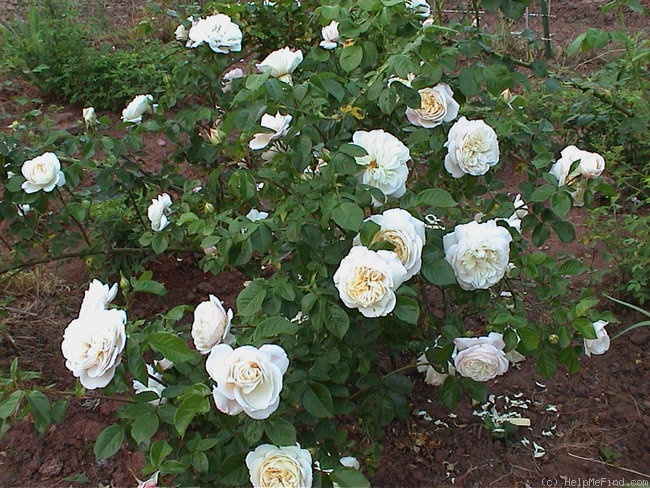 'Whitegold' rose photo
