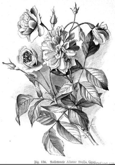 'Alister Stella Gray (noisette, Gray, 1894)' rose photo