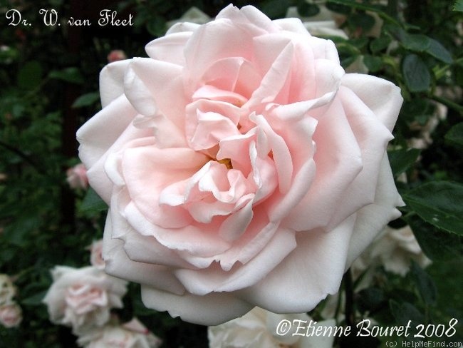 'Dr. W. Van Fleet' rose photo