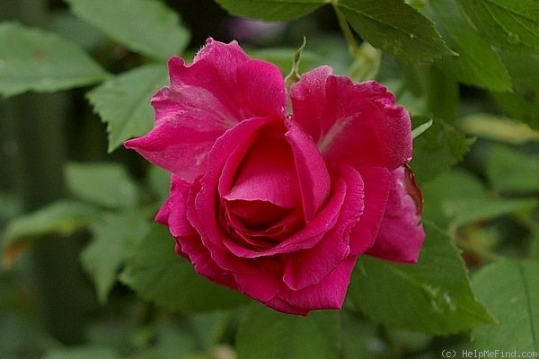 'Paul's Scarlet Climber' rose photo