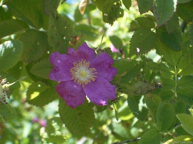 'Nootka Rose' rose photo