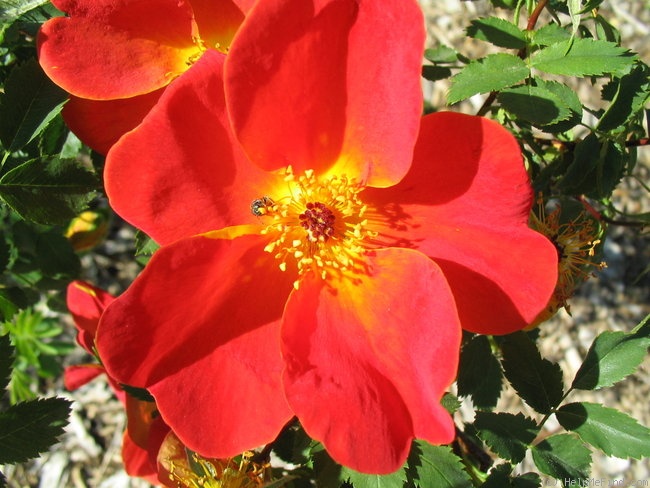 'Austrian Copper' rose photo