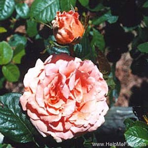 'Polka 91' rose photo