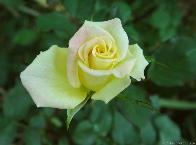 'Jade ® (hybrid tea, Tantau 2000)' rose photo