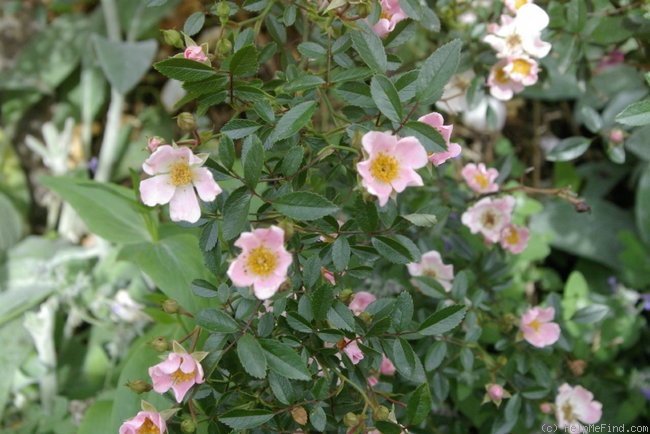 'Nozomi' rose photo