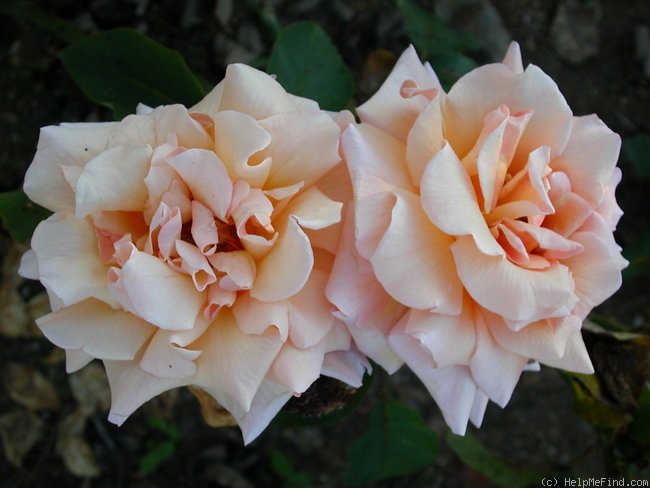 'Píseň' rose photo