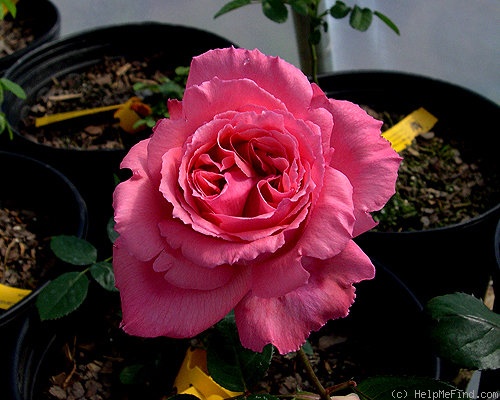 'Colin's Fubar' rose photo