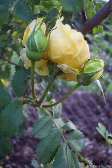 'Persian Yellow' rose photo