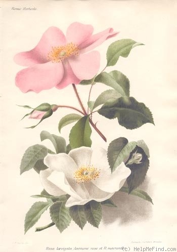 'Anemone (hybrid laevigata, Schmidt 1896)' rose photo