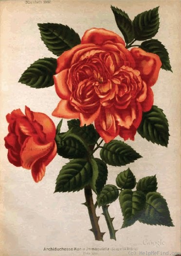 'Archiduchesse Maria Immaculata' rose photo