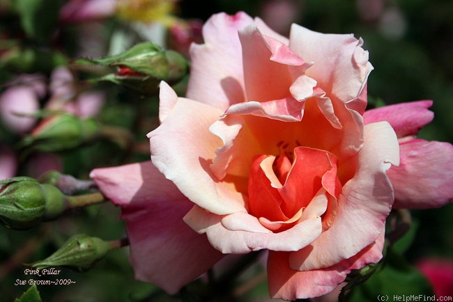 'Pink Pillar (shrub, Brownell, 1940)' rose photo
