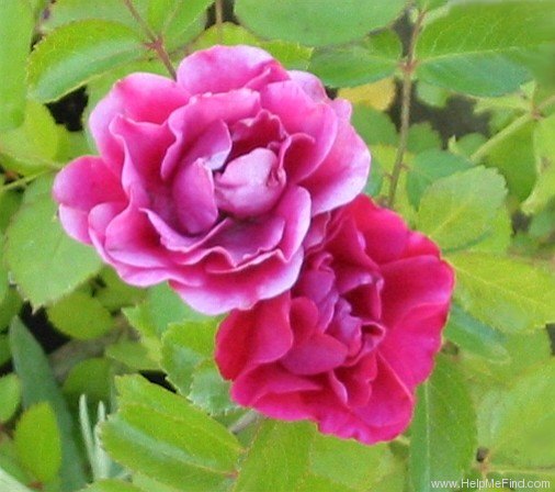 'Fire Meidiland ™' rose photo