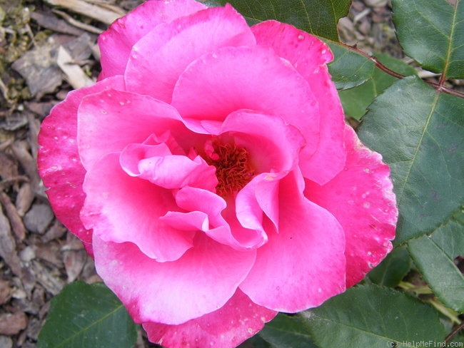 'Capistrano' rose photo