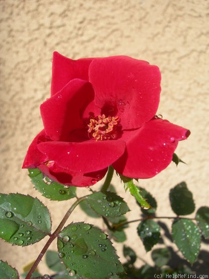 'GOLDAXDORHOR' rose photo